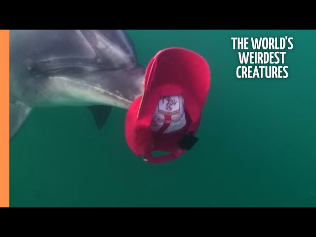 The world's weirdest creatures | Full Documentary