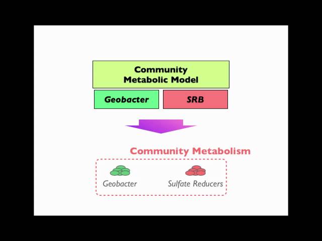 B&B: Model-based Design of Uranium Bioremediation
