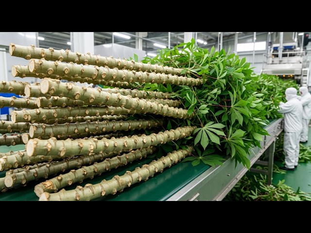 Inside an Iranian Cassava Stem Processing Factory You've Never Seen Before