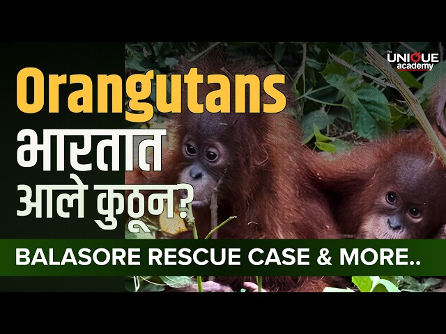 भारतात Orangutans कुठून आले? | Balasore Rescue Case | CITES & Wildlife Protection Act