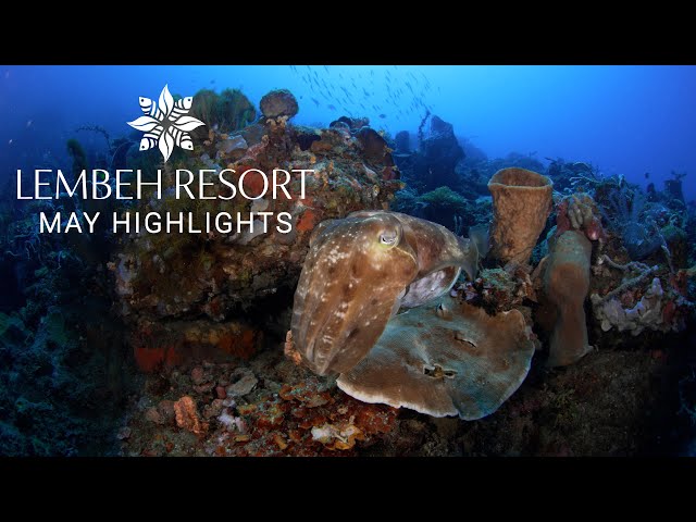 May Highlights from Lembeh Strait