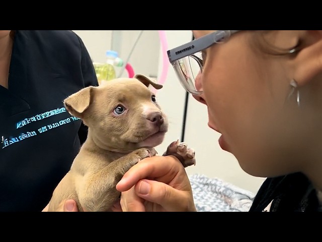 When You Have A Brave Dog at the Vet 🤣 Funny Dog's Reaction