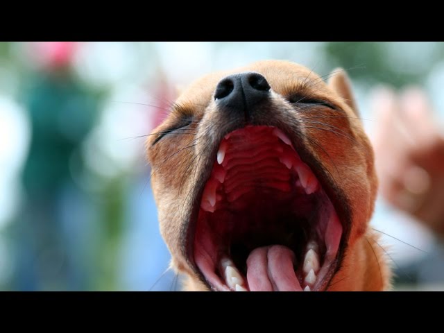 Types of bark collars. Static, scent, or sound?