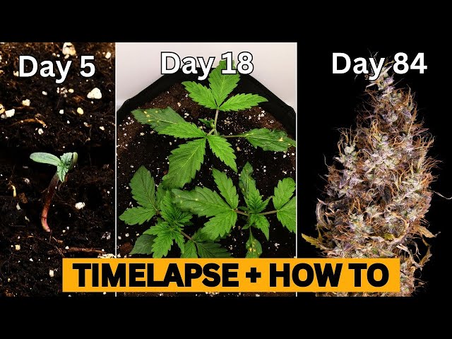 Cannabis Seed to Flower: How To + Epic Timelapse