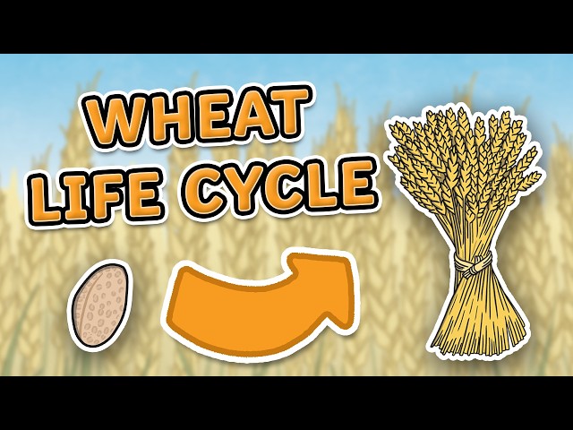 The Life Cycle of Wheat | Wheat Growth Stages | Science for Kids!