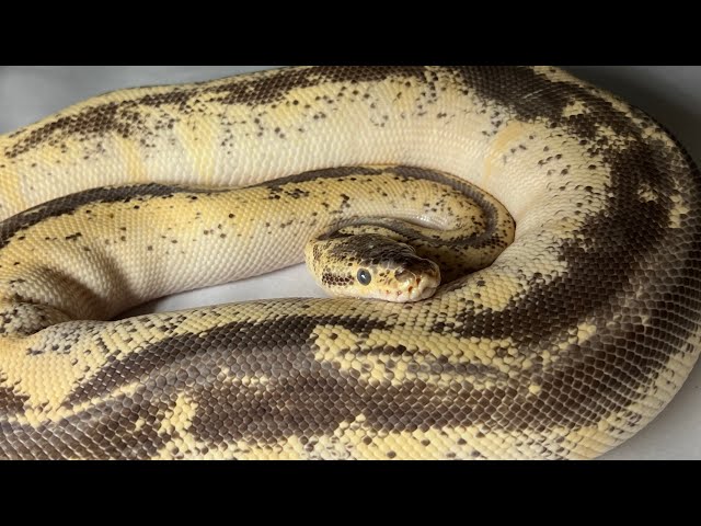 I have THOUSANDS of Ball Pythons, let’s take a look at some of my Adults!