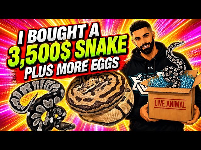 I Just Bought A 3,500$ Ball Python + More Eggs
