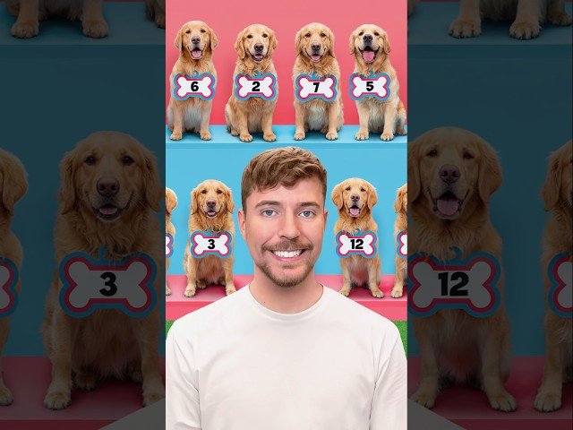 Find Your Dog, Win $10,000