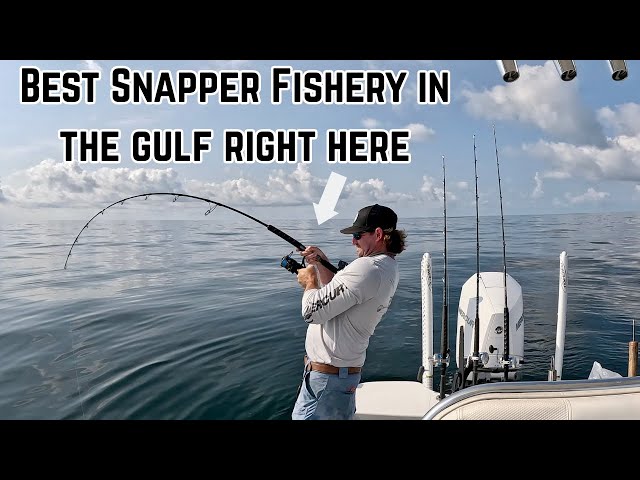This Was The BIGGEST Ive Seen In Awhile! *Red Snapper Limits Opening Day*