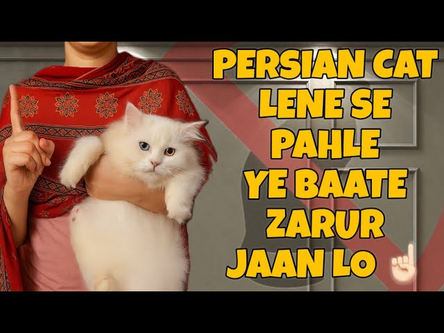 Persian Cat Lene Se Pehle Ye 5 Baatein Zarur Jaan Lo !🐱|Persian Cats | Cat Information |@leo_lily0 