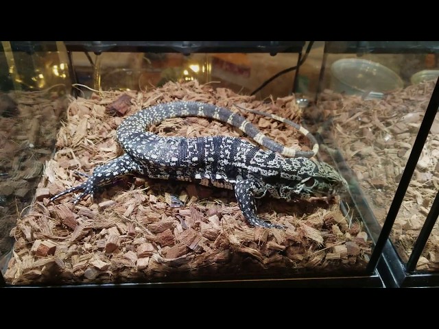 CRAZY NYC REPTILE SHOW (BIG SNAKES, LIZARDS, AND MORE) [WHITE PLAINS]