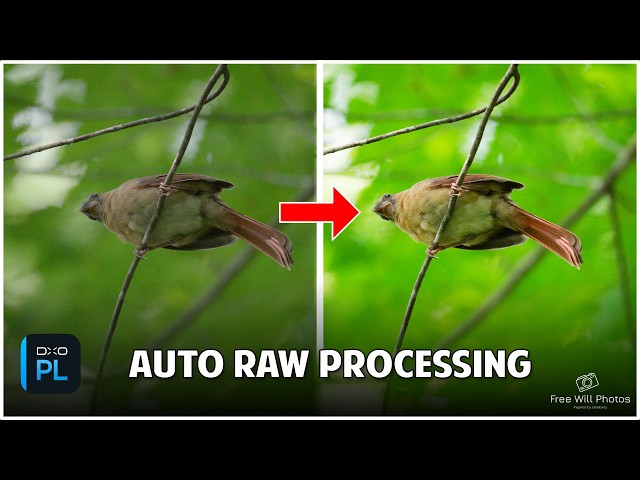 How to Activate Auto Presets in DxO PhotoLab 9