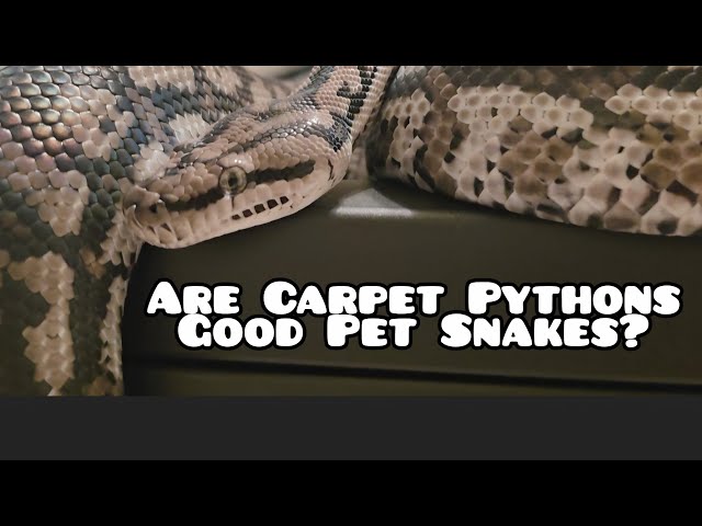 The Carpet Python Temperament: Good or Bad?