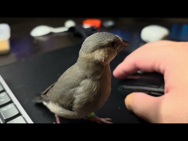 Java finch and mouse (Day 40)