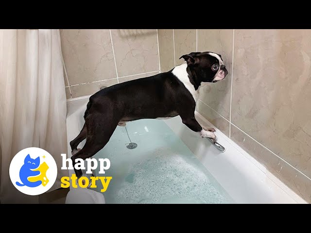 🐶 Toby the Boston Terrier: Hilarious Social Media Star | HAPP