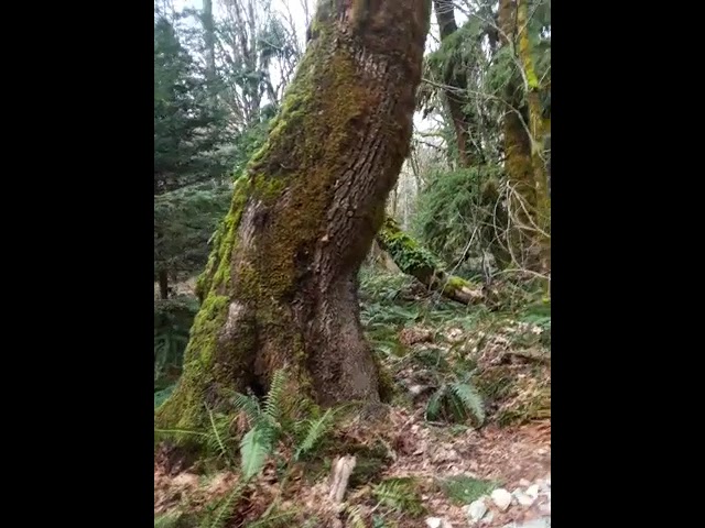 CISSP 8 24 routing protocols 20240313 144926