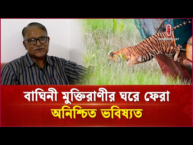 বাঘিনি মুক্তিরাণীর ঘরে ফেরা | Tigrer | Independenttv