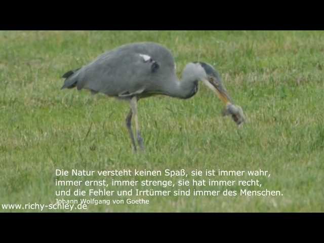 Reiher jagen Mäuse - Herons hunting mice