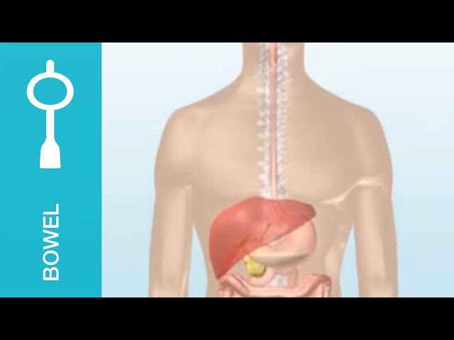 How the bowel works