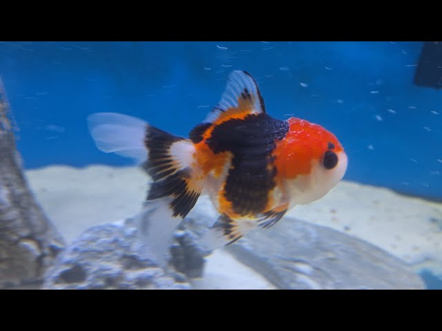 cuidados de los oranda. Experiencia personal
