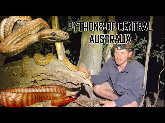 BEAUTIFUL PYTHONS OF CENTRAL AUSTRALIA | BREDLI & WOMA