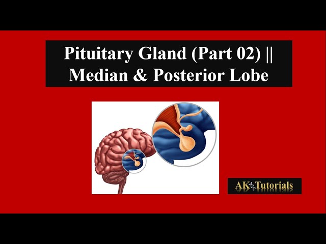 Lec 03: Pituitary Gland (Part 02) || Median & Posterior Lobe