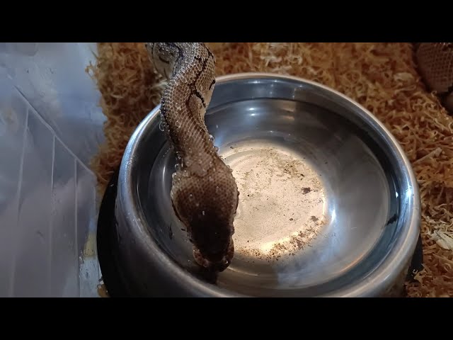Lemonblast Orange Dream Ball Python DRINKING Water! (Rare Footage)