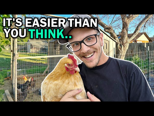 BACKYARD CHICKENS FOR BEGINNERS! | Caring For Egg Laying Hens The EASY Way!