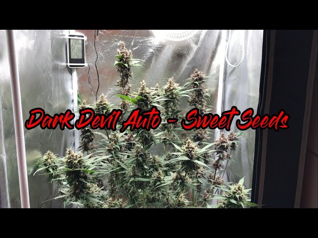 Dark Devil Auto - Sweet Seeds