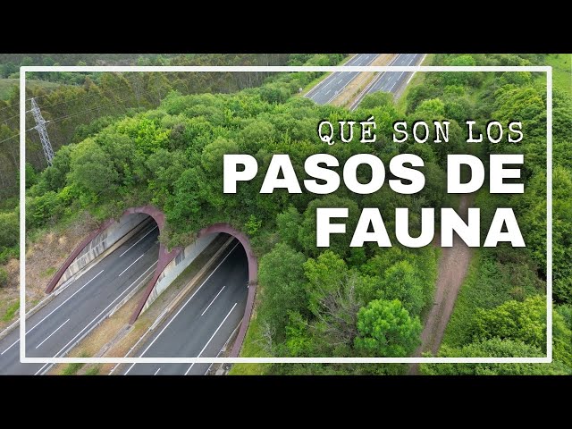 ¿Qué son los pasos de fauna? - Con SA206 4K