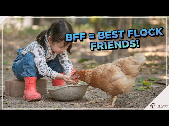 10 Friendliest Chicken Breeds!!!