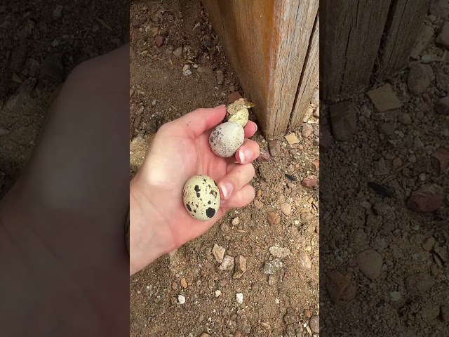 That was a lot of eggs… #farmfresh #quails #coturnix #coturnixquail #quaileggs #egg #farmlife