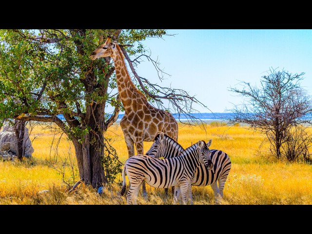 24/7 African Wildlife Live Stream | Zebras & Giraffes in the Wild | Nature Sounds