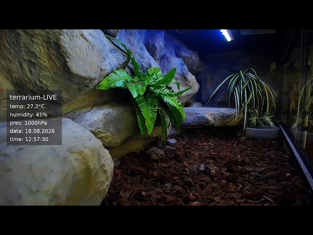 terrarium-LIVE 🔴 18/08/2026 🐍 Ball Python Regius Snake