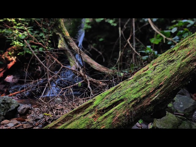 Relaxing Piano Music – Deep Sleeping, Healing Meditation & Calming River Flow Ambience