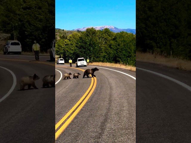 Beautiful memories of the Grizzly Bear 399!🐻🤎🐾