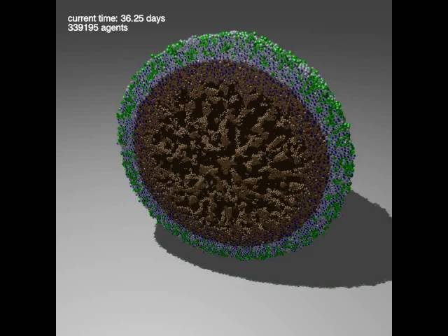 Early PhysiCell test: a 3-D tumor simulation with 500k cells