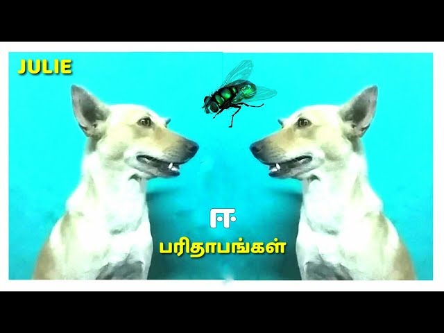 Ee paridhabangal...| Julie | Keyanstudios