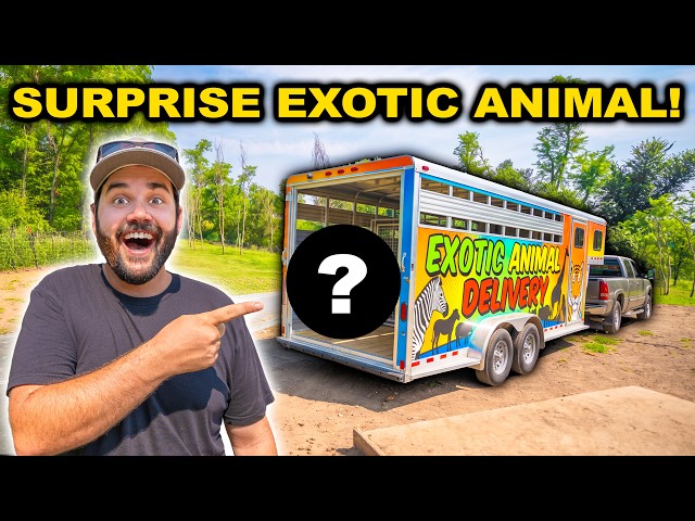 STRANGER Surprises Me with NEW EXOTIC ANIMAL for the BACKYARD FARM!!!
