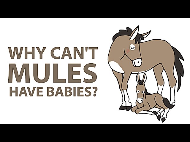 Why Can't Mules Have Babies?