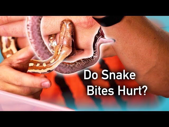 Bitten by Baby Blood Pythons |{Sangria Saturday}|