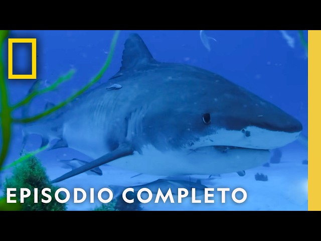The Terrifying Tiger Shark | Nat Geo in Spanish