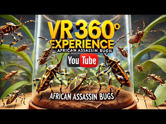 Macro VR 360 - African Assassin Bugs!