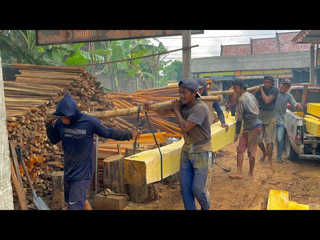 Windfall!! Expensive Old Jackfruit Wood Found in Java's Tropical Forest, Sawed and Sold Immediately