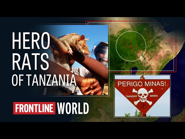 How Rats Helped Save Human Lives | Tanzania: Hero Rats (full documentary) | FRONTLINE/World