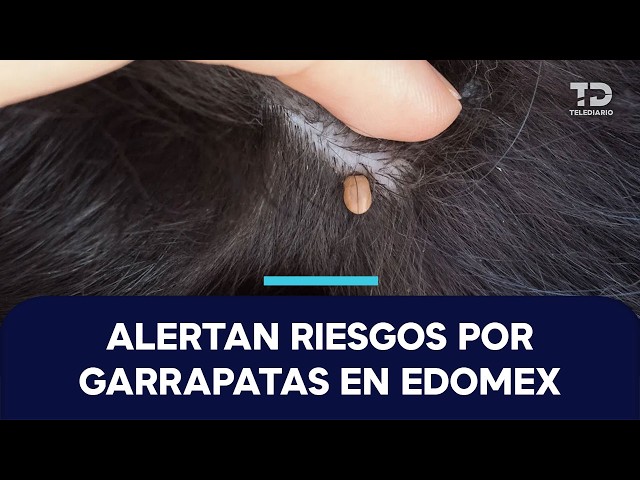Edomex issues alert over tick bite risks for animals and humans