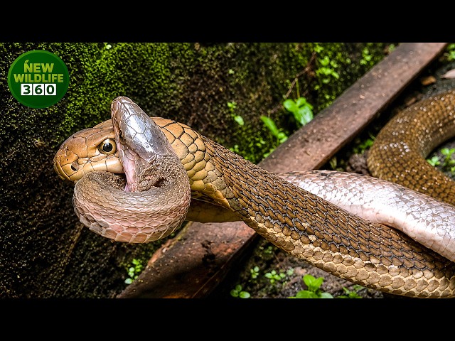 The Most Spectacular Hunting Moments Of Reptiles Ever Captured On Camera | Animal Attacks