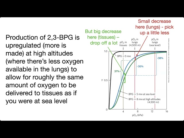2,3-bisphosphoglycerate (2,3-BPG) & its effects on hemoglobin (inc. fetal Hb & altitude) – overview