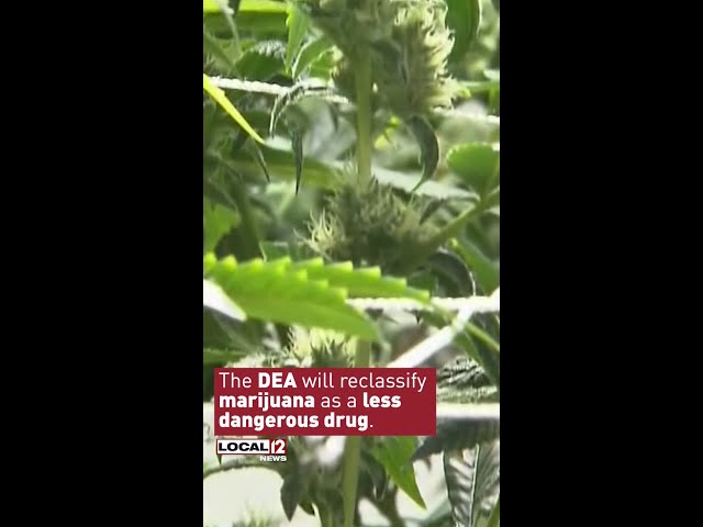 New rules may give more freedom to marijuana users