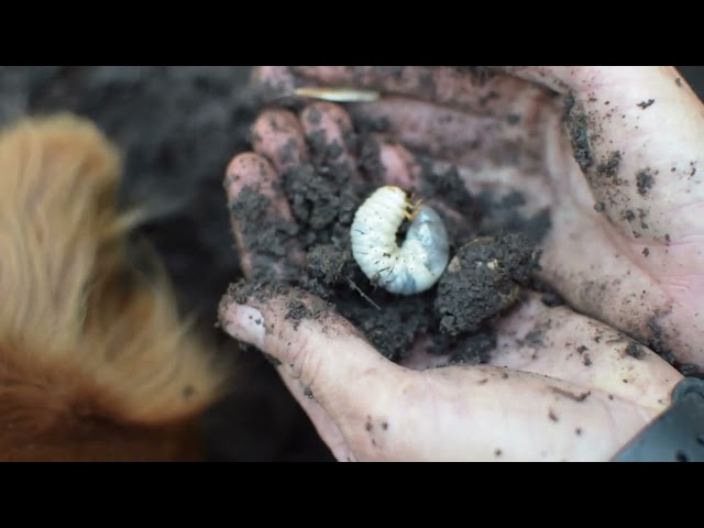 Compost en Las Pavonias